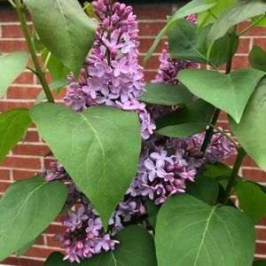 Meet your Posher, Joliene